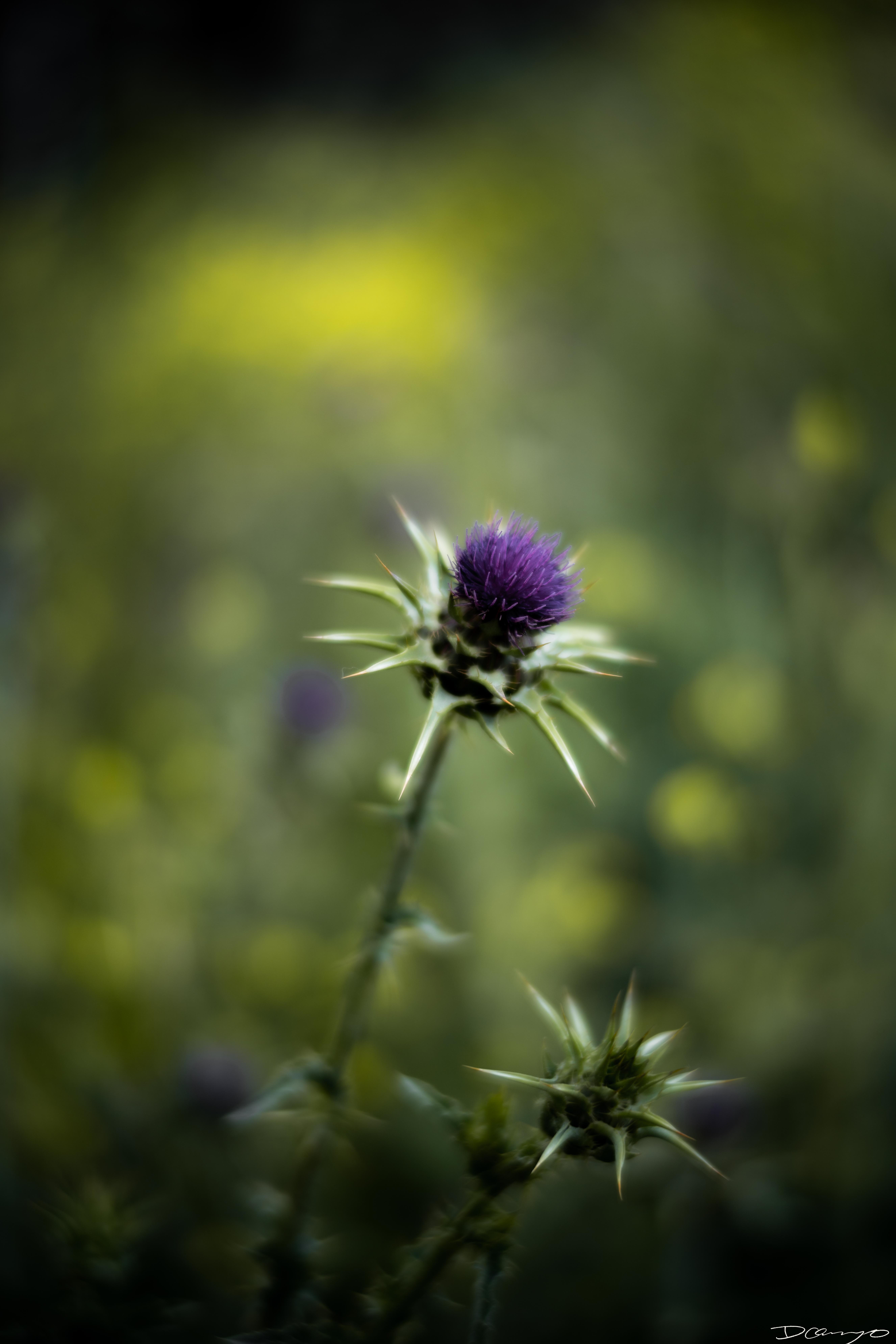 Photos of flowers, focaccia, fun Lucky Charms, and pretty Berkeley neighborhood sights.